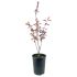 Prunus Pissardi a cespuglio in vaso 16/18 cm 26 12468732
