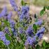 Ceanothus Skylark Lillà della California in vaso 17 cm 30 5520279