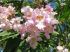 Chitalpa Pink Dawn in vaso 18 cm 32 30744952