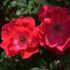 Rosa paesagistica Knock Out ® Meilland a cespuglio in vaso 19 cm 26 11236967