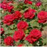 Rosa Botero ® Meilland a Rampicante in vaso 20 cm 28 33743842