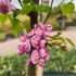 Robinia fiore rosso Georgia da Torino in vaso 24 cm 30 36451991