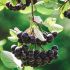 Aronia Rubina in vaso 16/18 cm 26 11355113