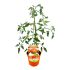 Pomodoro Rosa di Sorrento innestato in vaso 14 cm 25 13078048