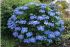 Ortensia Paniculata SERRATA BLUE BIRD in vaso 18 cm 27 33941686