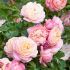 Rosa David Hockney ® Meilland rampicante in vaso 20 cm 29 4049766