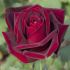 Rosa Papa Meilland® a cespuglio in vaso 19 cm 27 2820295