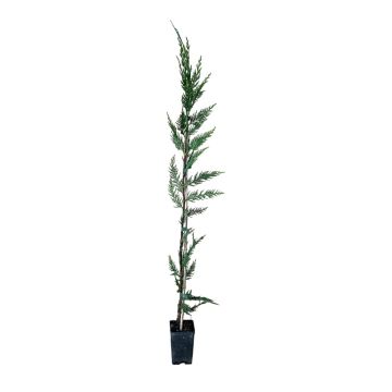 Magnolia x brookynensis Yellow Bird-Magnolia da fiore giallo in vaso 18 29 10890032