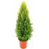 Cipresso Goldcrest in vaso 14 cm 25 3364342