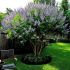 Vitex Agnus Castus Latifolia in vaso 33 cm 27 4819357