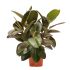 Ficus Elastica Robusta in vaso 17 cm 25 3365055