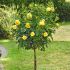 Rosa Golden Symphonie® Meilland ad alberello in vaso 20 cm 29 2839286