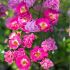 Rosa Pretty Polly Pink ® Meilland a cespuglio in vaso 19 cm 23 18700725