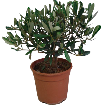 Bonsai Ficus Ginseng a S in ciotola 25 cm 24 2680311