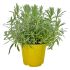 Lavanda spiccata Vera in vaso 14 cm 30 12214577