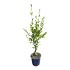 Hibiscus Syriacus bianco in vaso 18 cm 25 3359324
