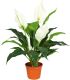 Spathiphyllum bianco in vaso 17 cm 27 2649121