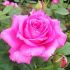 Rosa Bel Ange® Meilland a cespuglio in vaso 19 cm 26 3345657