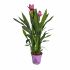 Curcuma in vaso 14 cm 27 2657990