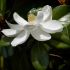 Magnolia Grandiflora in vaso 18 cm 36 36541639