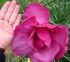 Magnolia X Felix Jury Fuxia in vaso 18 cm 29 33938711