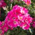Rosa paesagistica Friendly ® Purple Meilland a cespuglio in vaso 19 cm 26 4043886