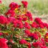 Rosa Belle de Grasse ® Meilland a cespuglio in vaso 19 cm 25 11231748