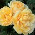 Rosa MICHELANGELO ® Meilland a cespuglio in vaso 19 cm 26 33903842