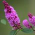 Buddleja Davidii Buzz Velvet magenta Intense in vaso 16/18 cm 29 12199541
