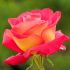 Rosa Bicolette® Meilland a cespuglio in vaso 19 cm 26 3310623
