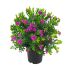 Poligala mirtifolia in vaso 24 cm 28 3364730