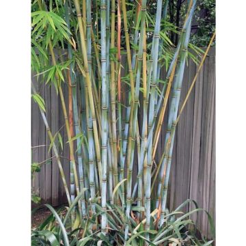 Lime di Tahiti alberetto in vaso 18 cm 32 35573125