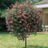 Rosa piangente Magic Meillandecore ® Meilland ad alberello in vaso 24 cm 33 18715955