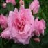 Rosa Pink Symphonie ad alberello Meilland in vaso 20 cm 29 2839489