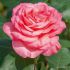 Rosa Panthere Rose ® Meilland a cespuglio in vaso 19 cm 25 11199108