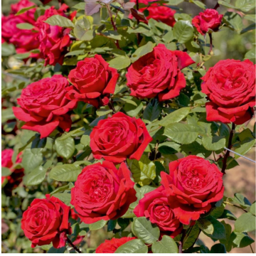 Rosa Christophe Colomb® Meilland rampicante in vaso 20 cm 27 33743842
