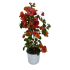 Bouganvillea piramide Salmone in vaso 18 cm 25 25664951