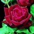Rosa Papa Meilland ® Meilland rampicante in vaso 20 cm 13 2839581