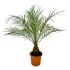 Palma Phoenix Roebelenii in vaso 20 cm 27 12185147