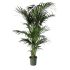 Kentia in vaso 22 cm 25 2702596