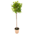 Corbezzolo ad alberello in vaso 20 cm 30 22183113