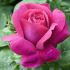 Rosa CAPRICE DE MEILLAND® Alberello h 120 cm in vaso 24 cm 31 33923191