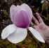 Magnolia Atlas in vaso 18 cm 30 35598891