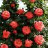 Rosa Christophe Colomb® Meilland rampicante in vaso 20 cm 28 2839088