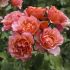 Rosa Jean Cocteau® Meilland a cespuglio in vaso 19 cm 23 2827551
