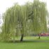 Salice Piangente Dorato SALIX BABYLONICA CHRYSOCOMA in vaso 24 cm 28 33929853