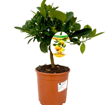 Arancio Amaro in vaso 18 cm 29 28652029