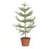 Araucaria Araucana in vaso 17 cm 10 21621554