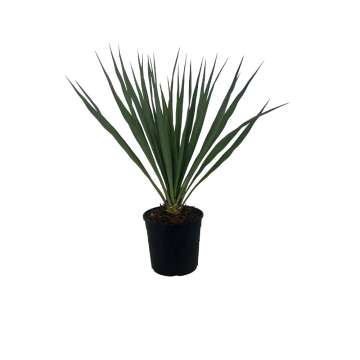 Cycas Revoluta in vaso 18 cm 23 33713448