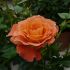 Rosa Orange Symphonie® Meilland ad alberello in vaso 20 cm 29 2839485
